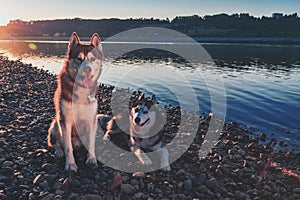 Two beautiful husky dogs on the shore of the evening river. Warm evening on a quiet river with cute Siberian huskies.