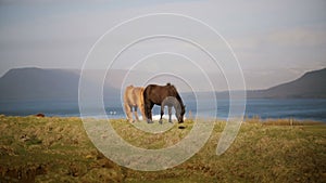 Two beautiful Icelandic horse eating graze, grazing on the field. Farm or ranch outside the city with wild animals.