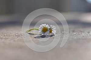 Two beautiful isolated white daisy at asphalt road,