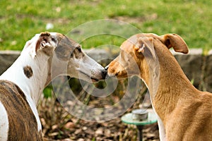 Two beautiful kissing dogs in the garden photo