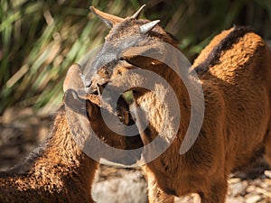 Two beautiful little brown goats
