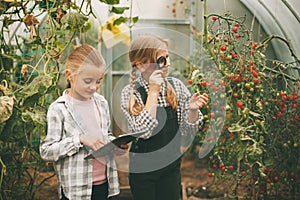 Two beautiful little girls examine small cherry tomatoes through a magnifying glass and write their research on a tablet