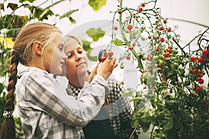 Two beautiful little girls examine small cherry tomatoes through a magnifying glass and write their research on a tablet