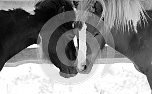 Two beautiful little horses kissing each other. Loving pony couple.