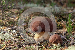 Two beautiful little mushrooms boletus edulis, known as a penny bun, grow in a moning forest at sunrise - image photo