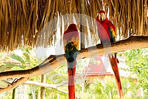 Two beautiful macaw parrots sitting on the branch