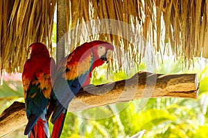 Two beautiful macaw parrots photo