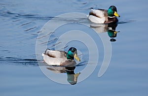 Two beautiful male mallard ducks swimming