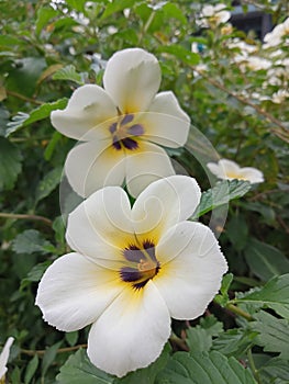 Two beautiful, matching Turneraceae flowers