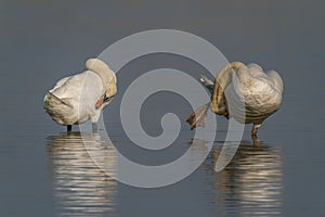 Two beautiful Mute Swan Cygnus olor displaying  preening feathers.