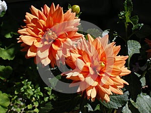 Two beautiful orange flower dahlia illuminated by the sun.