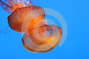 Two beautiful orange and gold sea nettle jelly fish with long tentacles float through deep blue water.