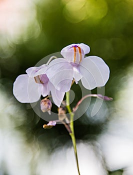 Two beautiful orchids are blooming