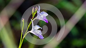 Two beautiful orchids are blooming with blur green background