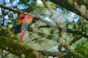 Two beautiful parrot on tree branch in nature habitat. Green habitat. Pair of big parrot Scarlet Macaw, Ara macao, two birds sitti