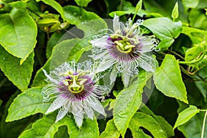 Two beautiful passion fruit flowers on a background of green leaves