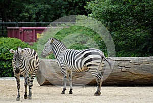 Two beautiful and peaceful zebras at the zoo of Berlin in Germany