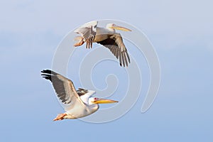 Two beautiful pelecanus onocrotalus flying