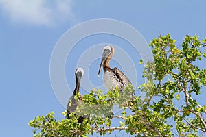 Two beautiful pelicans sitting on tree branches