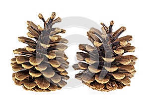 Two beautiful pine cones isolated on white background