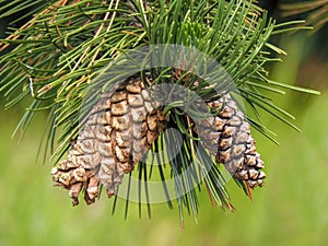 Two beautiful pine cones on a tree branch