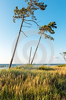 Two beautiful pine trees grow in the dunes over the Baltic Sea against a blue clear sky. Tall grass in the foreground. Sunset in