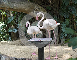 Two beautiful pink flamingo birds