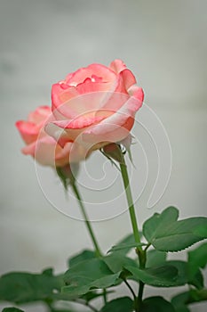 Two Beautiful pink garden roses on a white wall background