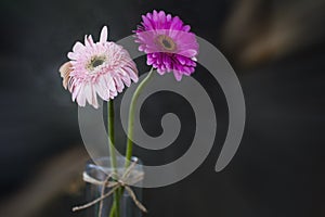 Two beautiful pink gerber daisy flowers in a vase. Floral background. Flower spring backgrounds. Flowers decoration.