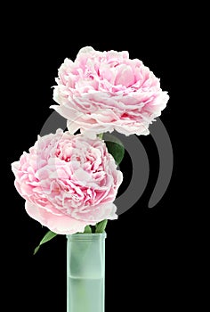 Two beautiful pink peonies in a vase.