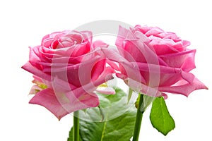 Two beautiful pink roses