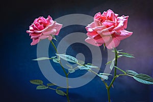 Two beautiful pink roses on a dark background