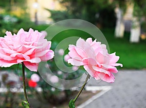 Two beautiful pink roses in garden. Concept of gardening and Valentines Day.
