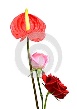 Two beautiful pink roses.