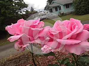 Two beautiful pink roses.
