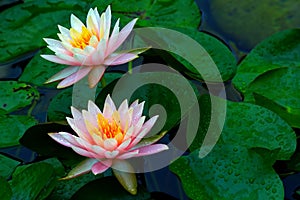 Two beautiful pink water lilies covered in dew drops after heavy rain.