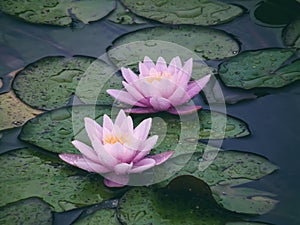 Two beautiful pink water lilies after rain