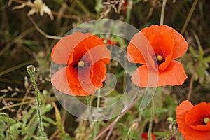 Two beautiful poppies