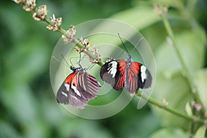 Two Beautiful pretty colourful butterfly with wings spread