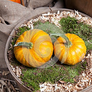 Two beautiful pumpkins