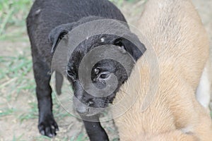 Two of the beautiful puppies or stray street dogs. Balck and white mates are enjoying every moment even in poverty