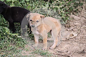 Two of the beautiful puppies or stray street dogs. Balck and white mates are enjoying every moment even in poverty