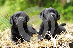 Two beautiful purebred black puppy dog Labrador