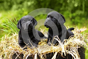 Two beautiful purebred black puppy dog Labrador