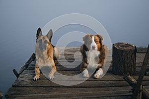 Two beautiful purebred dogs lie on a wooden pier on a foggy autumn morning over a lake or river. German and Australian