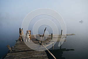 Two beautiful purebred dogs sit on a wooden pier on a foggy autumn morning over a lake or river. German and Australian