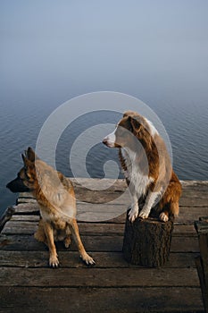 Two beautiful purebred dogs sit on a wooden pier on a foggy autumn morning over a lake or river. German and Australian