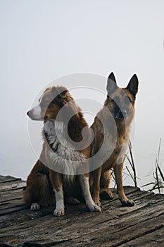 Two beautiful purebred dogs sit on a wooden pier on a foggy autumn morning over a lake or river. German and Australian