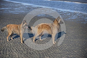Two beautiful purebred dogs standing on sand beach