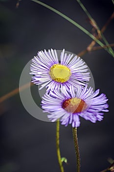 Two beautiful purple dreamy chrysanthemums with Yellow stamen